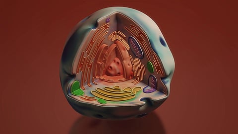 Powerhouses of the cells: Mitochondria have a waste disposal mechanism to get rid of mutated mtDNA (Image: Pixabay)