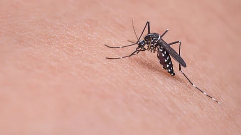 Dengue fever is rampant and its incidents have grown over time. Each year, mosquito bites cause dengue fever to strike millions of people around the world.