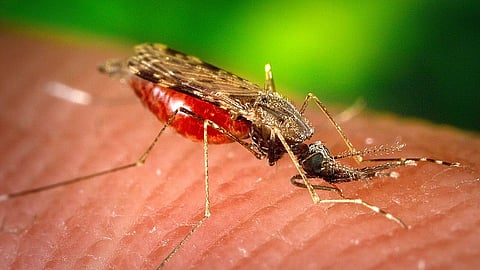 West Nile, Zika, dengue and malaria are all diseases spread by bites from infected mosquitoes.
