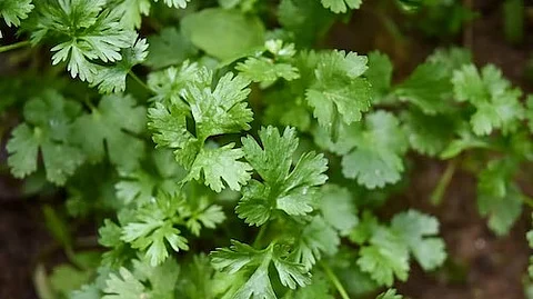 Coriander can help a person manage their thyroid condition. Coriander leaves and seeds can help with both hypothyroidism and hyperthyroidism. (Unsplash)