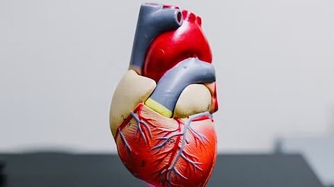 Echocardiography of the heart showed that the heart rate reduction protected against harmful cardiac hypertrophy. (Unsplash)