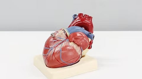 Cardiovascular disease (CVD) remains the leading cause of death in the United States, claiming more than 800,000 lives annually. (Unsplash)