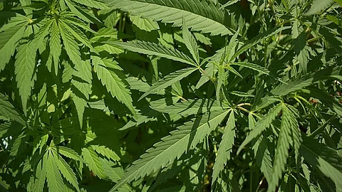 Marijuana plant. (Wikimedia Commons)