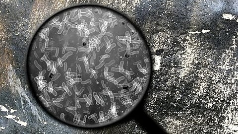 Antimicrobial resistance is a challenge to our ability to treat common diseases as drug-resistant bacteria continue to arise and spread and develop new resistance mechanisms.