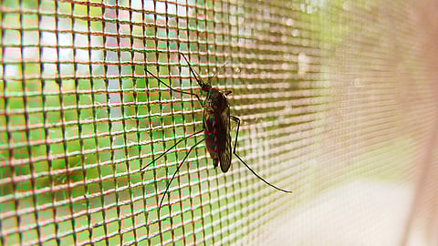 619,000 malaria deaths globally in 2021, compared to 625,000 in 2020. (Image: Pixabay)