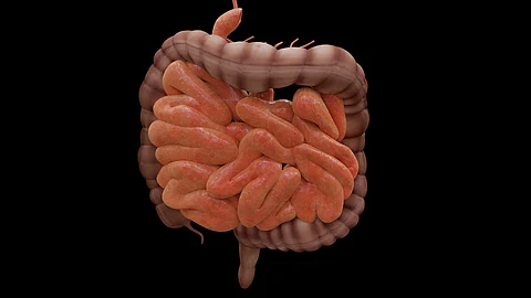 Malrotation may lead to twisting of the intestines, causing blockage of blood supply to the gut, risk of gangrene and complete loss of the small intestine.( Representational Image : Pixabay)