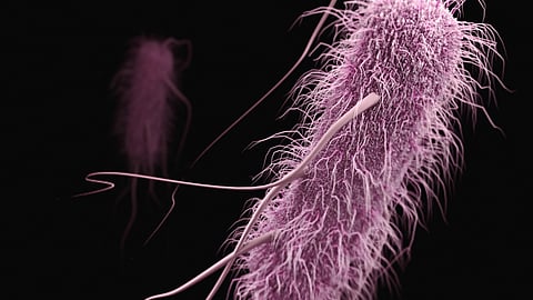 Fitness landscapes, help us better understand the step-by-step development and characteristics of E. coli resistance to eight different drugs, including antibiotics. (Image : Unsplash)