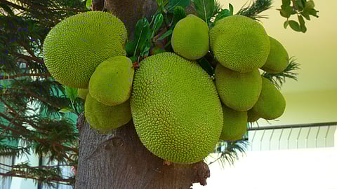 Green jackfruit flour has been reported to lower glycaemic load (GL) because of its high fiber, both soluble and insoluble, lower carbohydrate and calorie content.(Image : Pixabay)