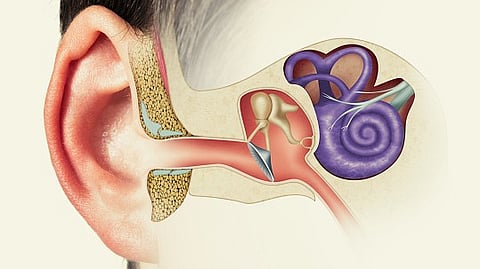 Research indicates that hearing relies on the checkerboard-like arrangement of cells in the inner ear's organ of Corti. It also provides a better understanding of various hearing loss disorders from the viewpoint of cell self-organization
