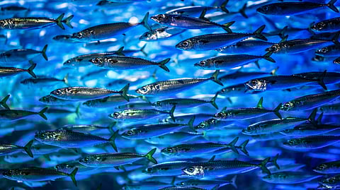 Inexpensive, small fish species caught in seas and lakes in developing countries could help close nutritional gaps for undernourished people, and especially young children, according to new research.