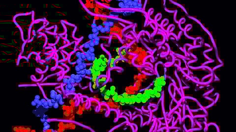 Although the human body has many types of RNA, the most important is messenger RNA, which is involved in the creation of proteins in the body.