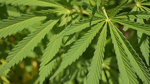 Cannabis is the most widely used drug in the U.S. and can have positive mental effects, such as reducing anxiety. However, long-term use can lead to impaired memory, learning and motor skills, said Jiang.