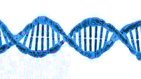 New Cornell research is providing a fresh view into the ways a common chemotherapy agent, etoposide, stalls and poisons the essential enzymes that allow cancer cells to flourish.