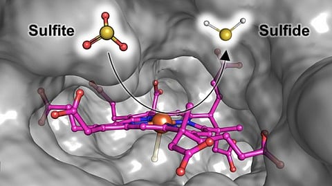 Fsr’s catalytic site where siroheme (in pink) that binds and converts the sulfite is embedded in a cavity of the protein (gray surface) which is solvent accessible. This way, the sulfite can easily enter the protein and the produced sulfide can leave it.