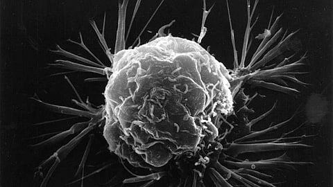 Most patients with breast cancer who carry germline mutations assume they are at high risk of developing cancer in the opposite breast.