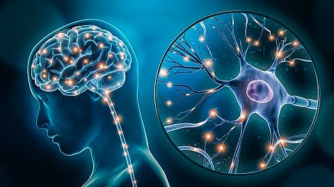 The findings show that neurons in the hippocampus essential for spatial navigation, memory, and planning represent space in a manner that conforms to a nonlinear hyperbolic geometry a three-dimensional expanse that grows outward exponentially