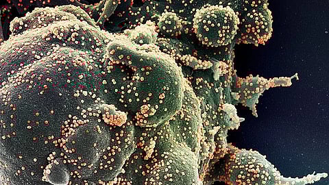 If pharmaceutical companies shared their intellectual property rights to vaccines with the global community, millions of lives could be saved in future pandemics.