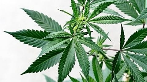 As more U.S. states legalize cannabis (also known as marijuana) for medical and recreational use, increasing numbers of people are experimenting with it for pain relief. (Unsplash)