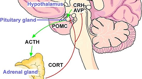 Hypothalamo–pituitary–adrenal (HPA) stress axis. Wikimedia Commons.