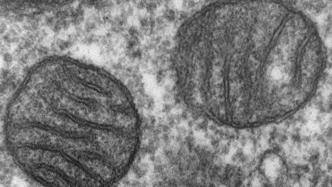 Many cardiovascular diseases or hardening of the arteries correlate to mitochondrial dysfunction and endothelial impairment in the tissues of the heart and blood vessels.