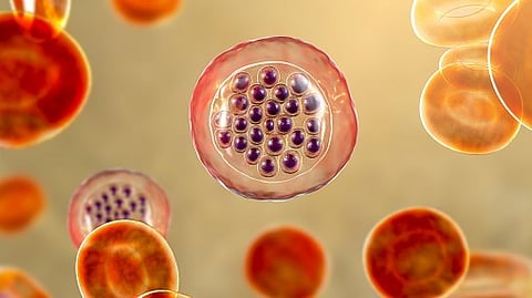 Monoclonal antibodies represent a promising approach to reducing malaria morbidity and mortality, and they offer a new tool for use in preventing infection.