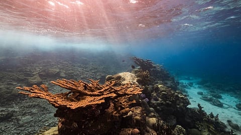 The discovery paves the way for the development of new medicines for COVID-19 variants made from natural sources. And given nature’s abundance, there could be a wealth of new antivirals waiting to be discovered.