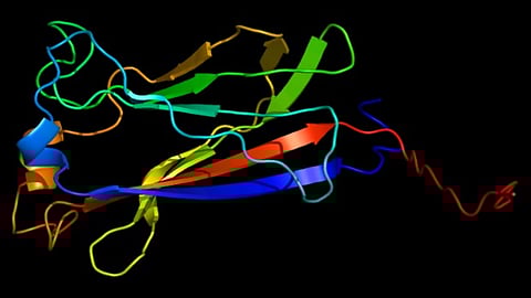 3 D Structure of the SPOP protein: SPOP is the protein that is most frequently altered in prostate cancer and is also involved in endometrial, uterine, and other malignancies.