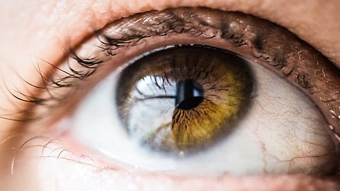 Studying mice, researchers at Washington University School of Medicine in St. Louis have found that proteins made by stem cells that regenerate the cornea may be new targets for treating and preventing such injuries.