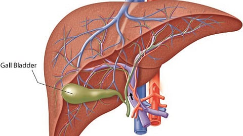 The gallbladder is a small organ that is connected to the liver by the bile ducts. The function of this organ is to store bile, a substance produced by the liver to aid in the digestion of dietary fats.
