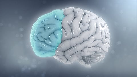 The outer layer of the human brain or cerebral cortex, characterized by its distinctive gyri and sulci controls cognitive and executive function.