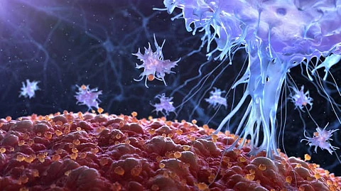 Researchers from Freiburg have discovered new structures on the surface of living B cells that affect the distribution and possibly the function of their antigen receptors (Unsplash)