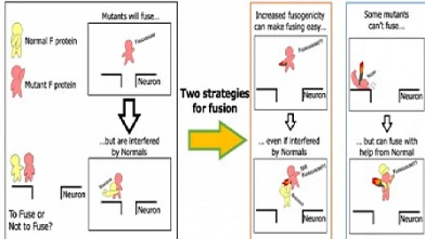 Mutation in the F protein is key for the measles virus to fuse and infect neurons. Two primary strategies exist for such infection.