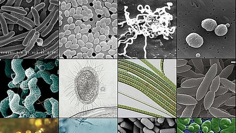 Efforts to fight disease-causing bacteria by harnessing their natural predators could be undermined when multiple species occupy the same space, according to a study by Dartmouth College researchers..