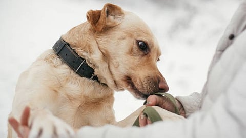 Dogs are known for their incredible sense of smell. There have been numerous reports of dogs sniffing out cancer in their owners.