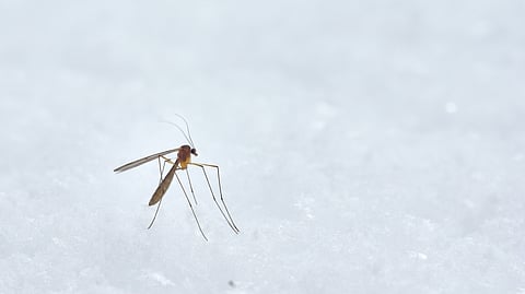 Although mosquito control efforts using nets and pesticides have helped reduce the toll, the development of better repellants to sabotage odorant attraction remains a priority.