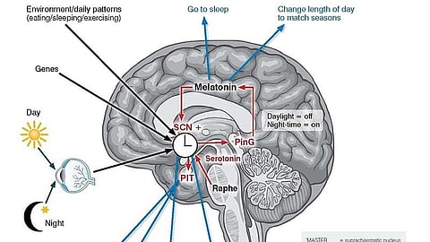 The human body runs on a finely tuned clock synchronized to the 24-hour cycle of Earth’s rotation, known as the circadian clock, which controls various physiological processes such as the sleep-wake cycle, hormone production, and metabolism.