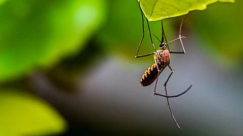 A recent spike in mosquito-borne diseases — such as dengue fever and malaria — has underscored the fragility of the African country's health system, boding ill for future challenges driven by climate change.