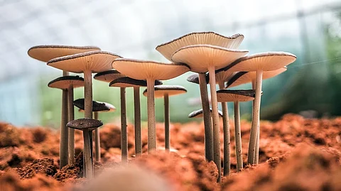 “Extracts from these so-called ‘lion’s mane’ mushrooms have been used in traditional medicine in Asian countries for centuries, but we wanted to scientifically determine their potential effect on brain cells,” Professor Meunier said.