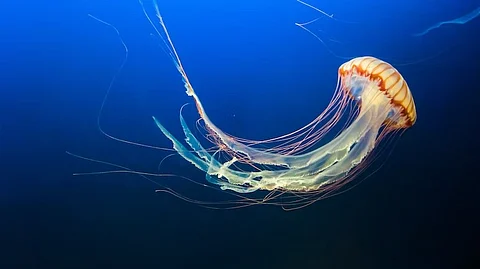 A swimathon event also reported 125 complaints of jellyfish stings.