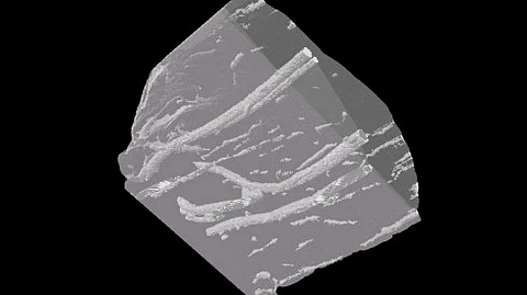 The filament visible in chicken samples, as seen under CT scan.
