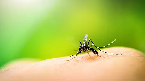 Malaria is a devastating disease, with 247 million cases and 619,000 deaths reported in 2021 alone