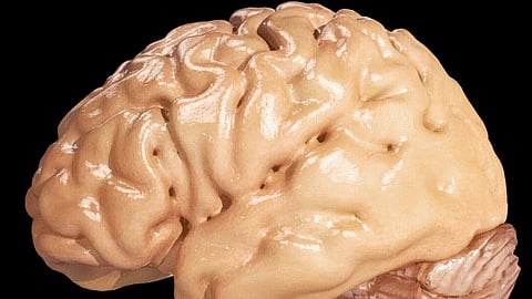 Their new study, published in Science Advances, shows that individuals who share an ideology have more similar neural fingerprints of political words, experience greater neural synchrony.