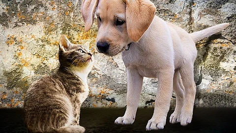 Lovable pet dog or cat may lead to having more restless nights than people without pets, reveals a new study.