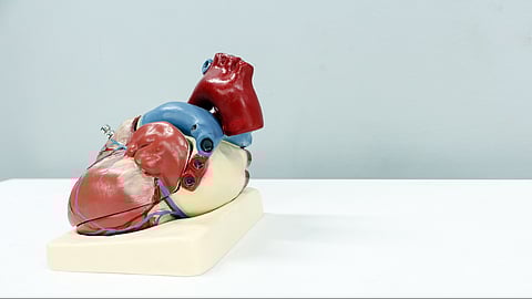 An earlier first birth, a higher number of live births, and starting periods at a younger age are all linked to a higher risk of cardiovascular problems in women, according to new research.