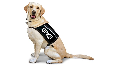 An assistance dog trained to help returned military veterans experiencing mental health problems.