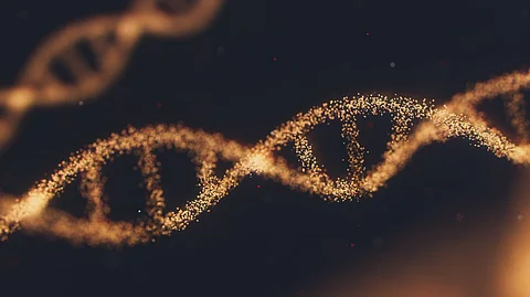 Mutations of the gene encoding dystrophins have long been known to cause the debilitating muscle-wasting disease DMD, which affects one in every 5,000 boys born.