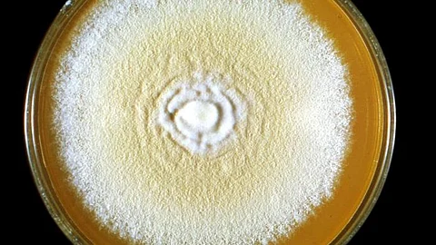 Candida auris was first isolated in 2009 and has been causing outbreaks in hospitals and other healthcare facilities