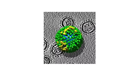 The three-dimensional structure of influenza virus from electron tomography.