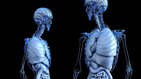 The researchers used a molecular method to measure the ratio of human and murine mitochondrial (mtDNA) to nuclear DNA (ntDNA) ratio