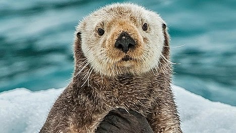 Toxoplasmosis is common in sea otters and can be fatal, this unusual strain called COUG appears to be especially virulent and capable of rapidly killing healthy adult otters.